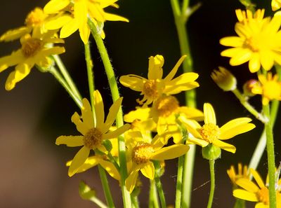 Golden Ragwort