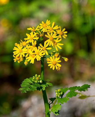 Butterweed