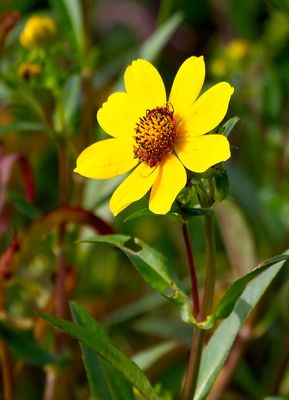 Burr Marigold