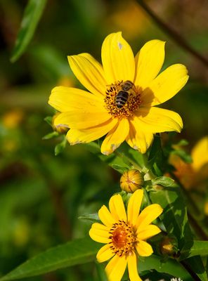 Burr Marigold