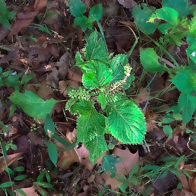 Beefsteak Plant