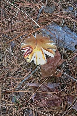 Pungent Slippery Jack