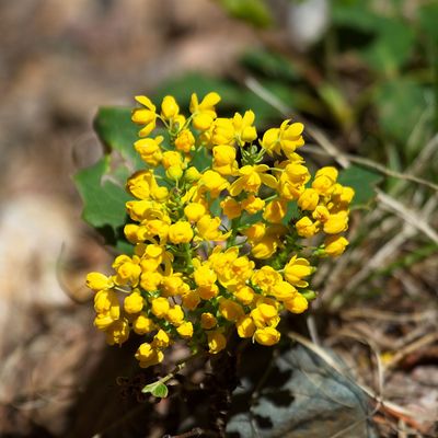 Barberry Family