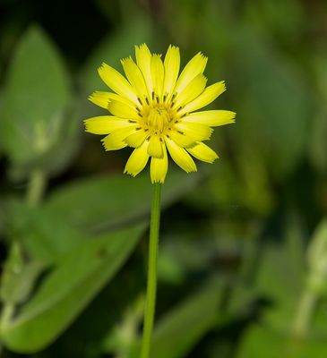 Meadow Salsify