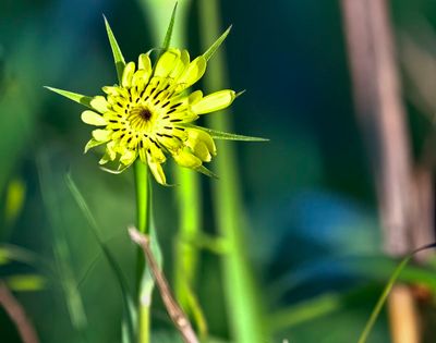 Yellow Salsify