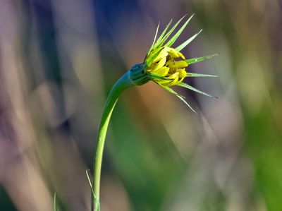 Yellow Salsify