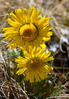 Alpine Sunflower