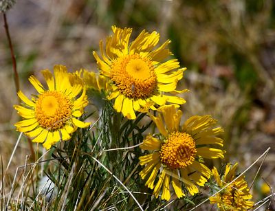 Alpine Sunflower