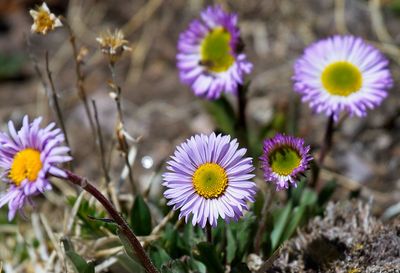Alpine Daisy