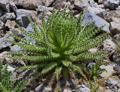 Meadow Thistle