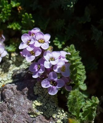 Saxifrages