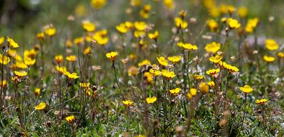 Redstem Cinquefoil
