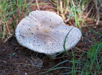 Agaricaceae Fungi