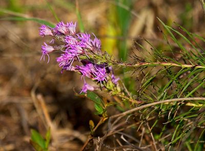 Cusp Blazing Star