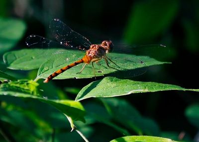 Blue-faced Meadowhawk