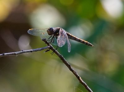 Dragonflies