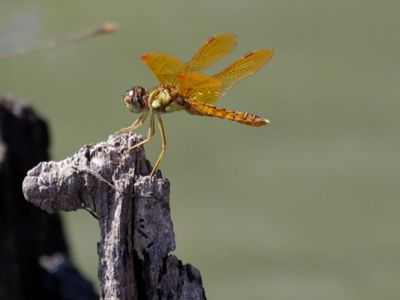 Eastern Amberwing