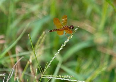 Eastern Amberwing