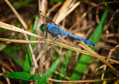 Eastern Pondhawk