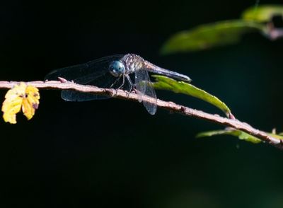 Blue Dasher