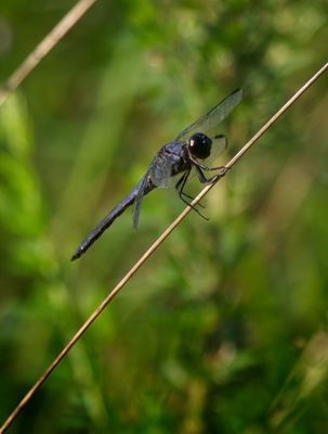 Slaty Skimmer