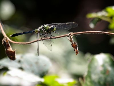 Great Pondhawk