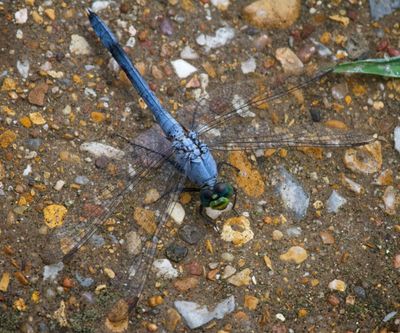 Eastern Pondhawk