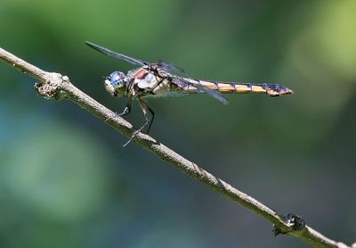 Blue-faced Meadowhawk