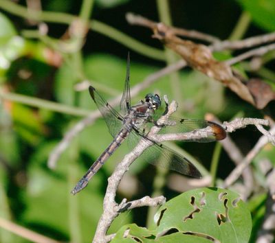 Blue-faced Meadowhawk