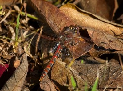 Variegated Meadowhawk