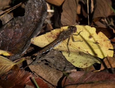 Variegated Meadowhawk
