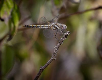 Variegated Meadowhawk