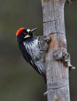 Acorn Woodpecker