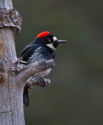 Acorn Woodpecker