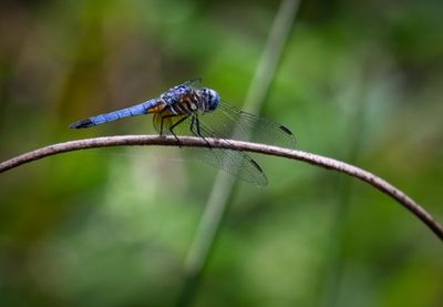 Great Blue Skimmer