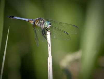 Great Blue Skimmer