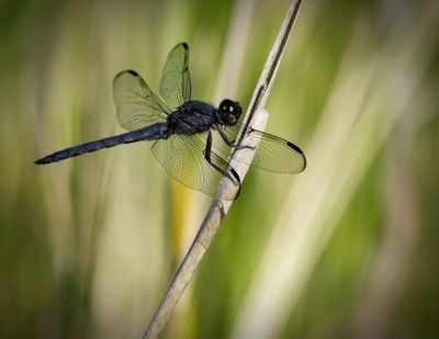 Slaty Skimmer