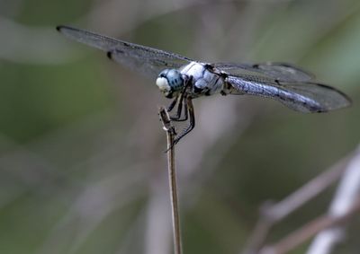 Great Blue Skimmer