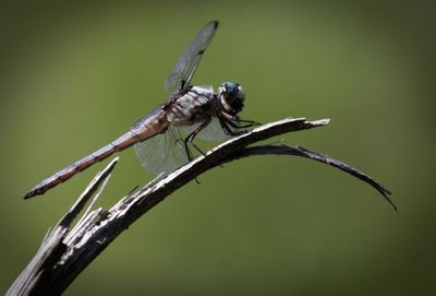 Great Blue Skimmer