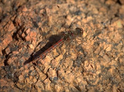 Red Rock Skimmer