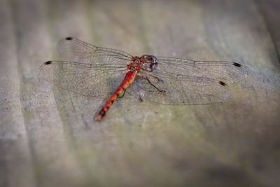 Roseate Skimmer
