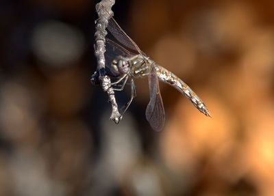 Roseate Skimmer