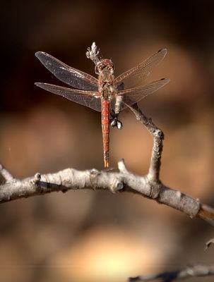 Roseate Skimmer