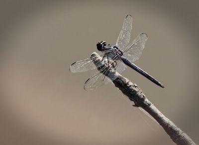 Slaty Skimmer