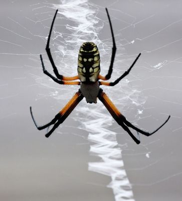 Spiders