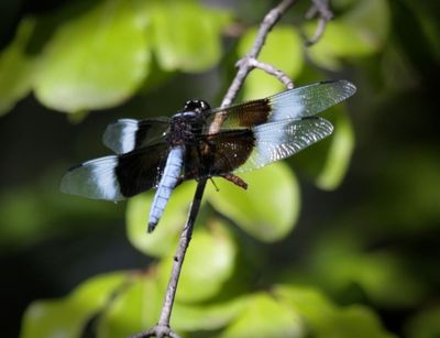 Widow Skimmer