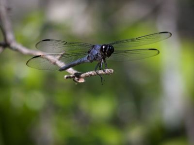 Western Pondhawk