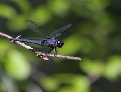 Western Pondhawk