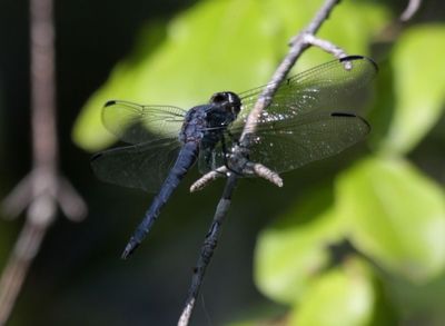 Skimmers
