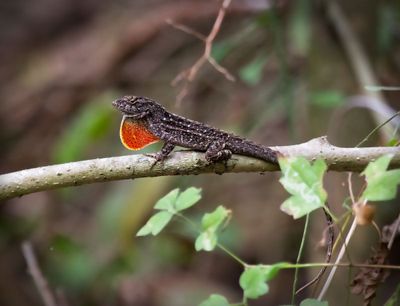 Brown Anole